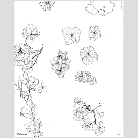 The Floral Drawings | "Hydrangeas" Print